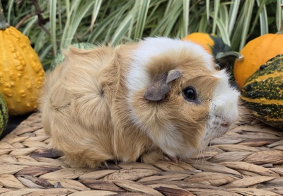 Rosetten Mädel Clementine