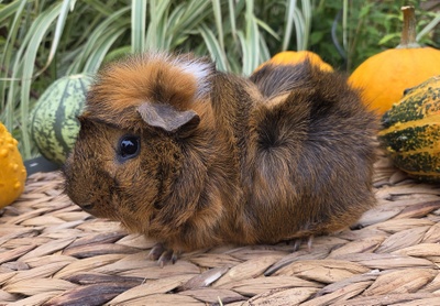 Rosetten Mädel ELiSha