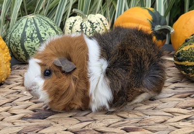 Rosettenmädel Esmee